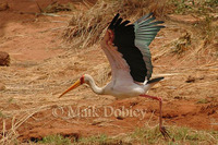 : Myceria ibis; Yellow-billed Stork