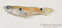 : Poecilia reticulata