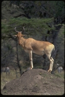 : Alcelaphus buselaphus cokii; Coke's Hartebeest