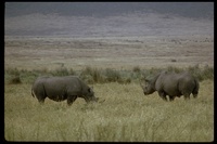 : Diceros bicornis; Black Rhinoceros