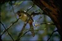 : Trachyphonus darnaudii; D'arnaud's Barbet