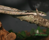 : Thelotornis mossambicanus; Eastern Vine Snake