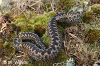 : Vipera berus; European Adder