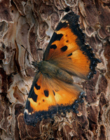 : Nymphalis californica; California Tortoiseshell