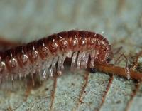 : Bollmanella sp.; Millipede