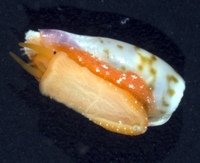 : Cypraea fimbriata