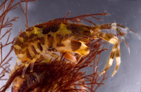 : Jassa marmorata; Cruising Male Amphipod
