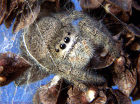 : Phidippus princeps; Jumping Spider