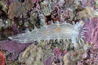 : Tritonia festiva; Diamondback Tritonia