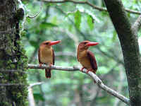 A pair of Ruddy Kingfishers in a forest