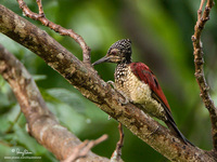 Greater Flameback (female) Scientific name - Chrysocolaptes lucidus haematribon (endemic race)