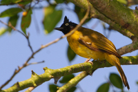 Black-crested Bulbul (Pycnonotus melanicterus)