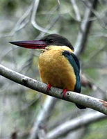 Stork-billed Kingfisher