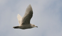 1st winter Glaucous-winged Gull Larus glaucescens