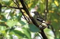 Purple-backed Starling » Sturnus sturninus