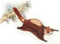 날다람쥐 Large Red Flying Squirrel (Petaurista petaurista grandis)