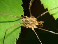 Phalangium opilio