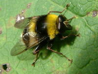 Volucella bombylans