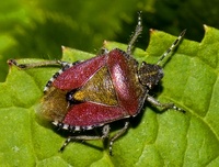 Dolycoris baccarum