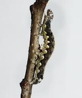 Orthosia schmidti