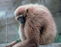 Agile gibbon (Hylobates agilis)