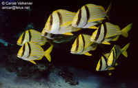 Anisotremus virginicus, Porkfish: fisheries, gamefish, aquarium