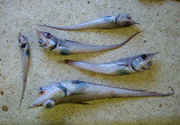Coelorinchus braueri, Shovelnose grenadier: