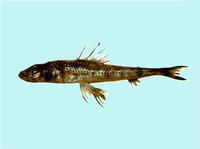 Paraulopus oblongus, :