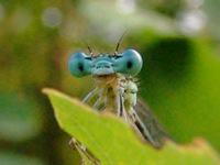 Platycnemis pennipes