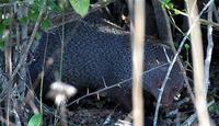 Image of: Herpestes edwardsi (Indian gray mongoose)