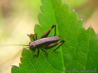 Pholidoptera griseoaptera - Dark Bush-cricket