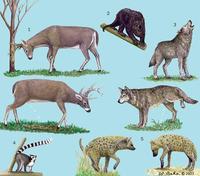 Image of: Mammalia (mammals)