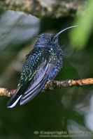 Campylopterus hemileucurus - Violet Sabrewing