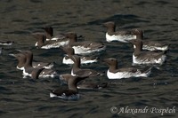 Uria aalge - Guillemot