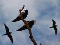 Anous minutus - Black Noddy