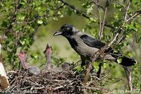 Corvus cornix - Hooded Crow