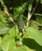 Image of: Gomphus graslinellus