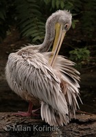 Pelecanus rufescens - Pink-backed Pelican