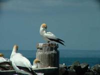 Sula serrator - Australian Gannet