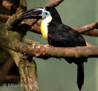 Ramphastos vitellinus - Channel-billed Toucan