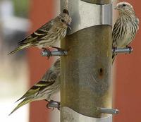 Image of: Carduelis pinus (pine siskin)