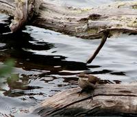 Image of: Cinclodes patagonicus (dark-bellied cinclodes)