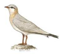 Image of: Glareola cinerea (grey pratincole)