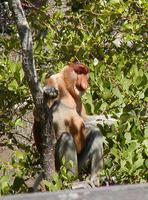 Nasalis larvatus - Proboscis Monkey