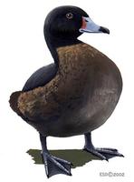 Image of: Heteronetta atricapilla (black-headed duck)
