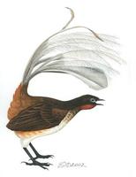 Image of: Menura alberti (Albert's lyrebird)