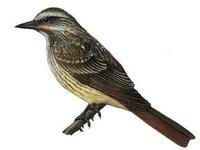 Image of: Myiodynastes luteiventris (sulphur-bellied flycatcher)