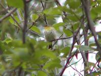 Image of: Parula americana (northern parula)