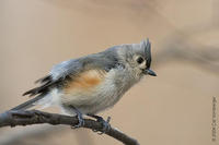 Image of: Parus bicolor (tufted titmouse)