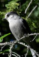 Image of: Perisoreus canadensis (grey jay)